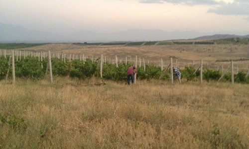 winehousevineyards1