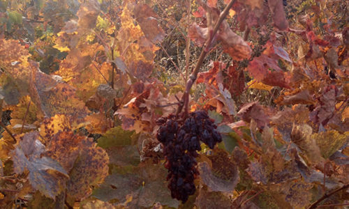 winehousevineyards10
