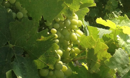 winehousevineyards13
