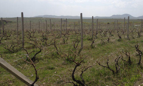 winehousevineyards14