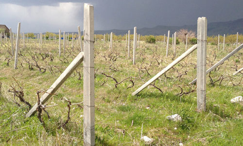 winehousevineyards15