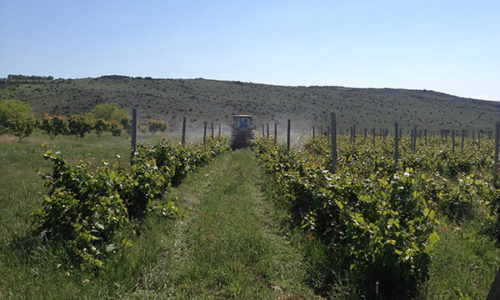 winehousevineyards2