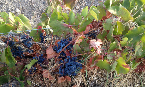 winehousevineyards3
