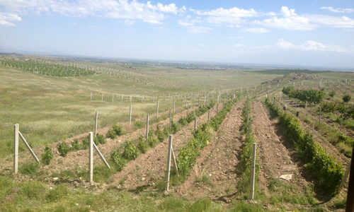 winehousevineyards4