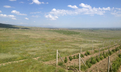 winehousevineyards5