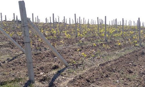 winehousevineyards8