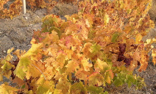 winehousevineyards9